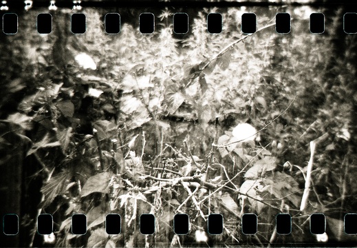 Point Hill Holga 35mm panos 08
