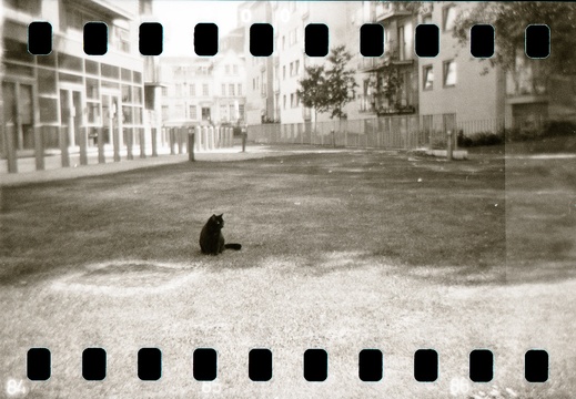 Point Hill Holga 35mm panos 06