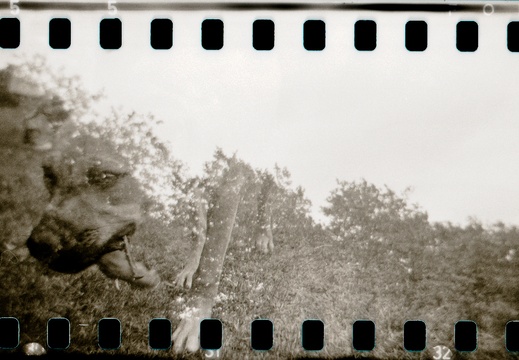 Point Hill Holga 35mm panos 05