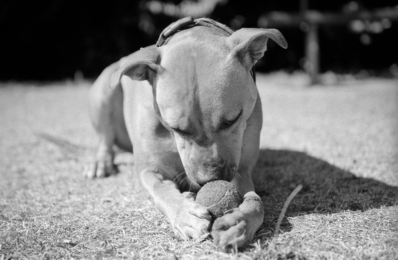 20100713_F5-Gizmo-005.jpg