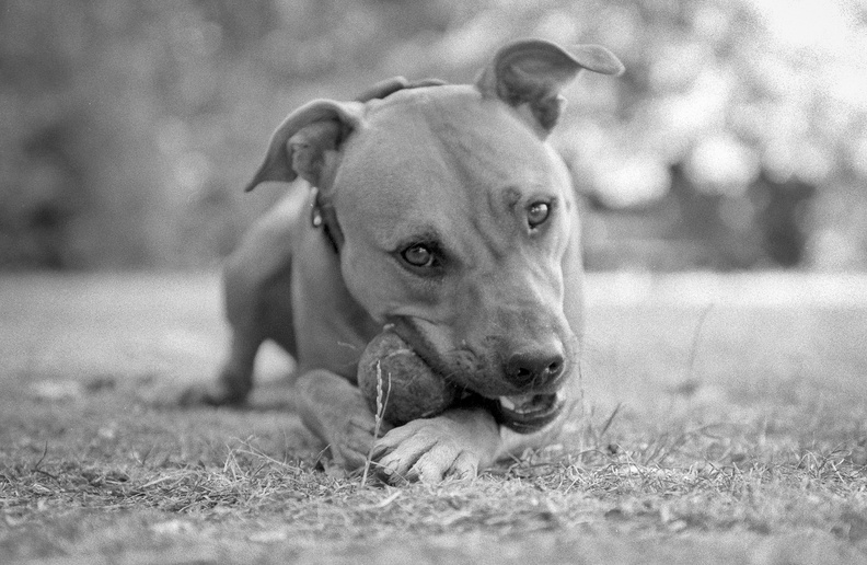 20100713_F5-Gizmo-015.jpg