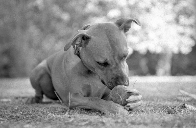 20100713_F5-Gizmo-018.jpg