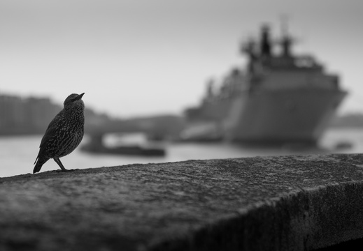 Starling with HMS Illustrious