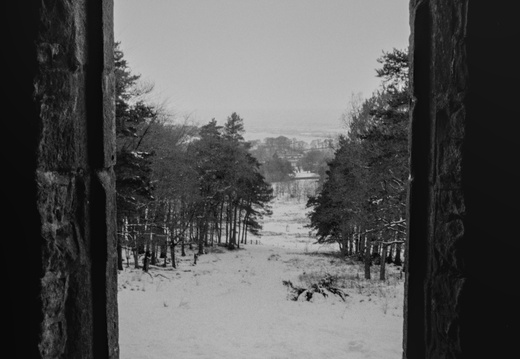 20250112 FM2n 24 [agp-tiff] lantern-wood-028