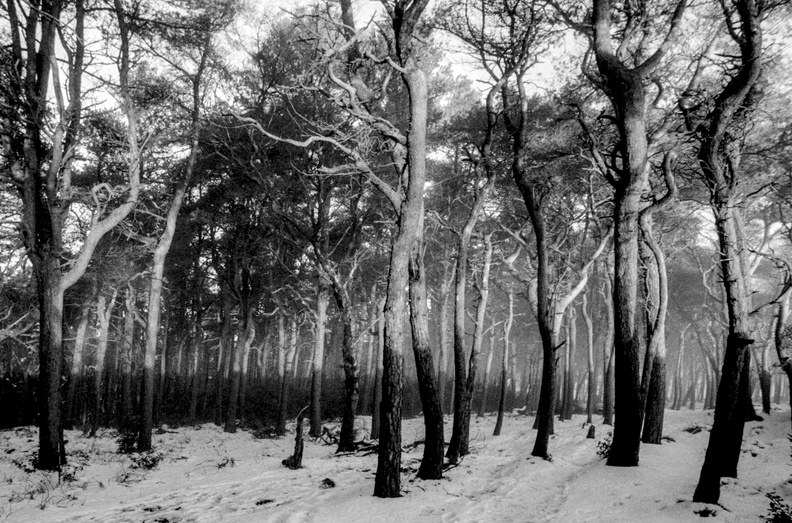 20250112_FM2n_24_[agp-tiff]_lantern-wood_007.jpg