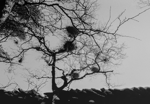 20250112 FM2n 24 [agp-tiff] lantern-wood 008