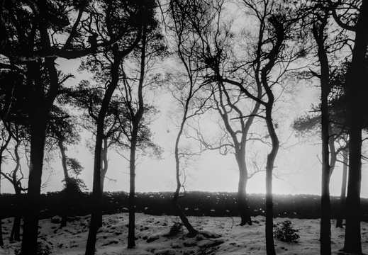 20250112 FM2n 24 [agp-tiff] lantern-wood 012