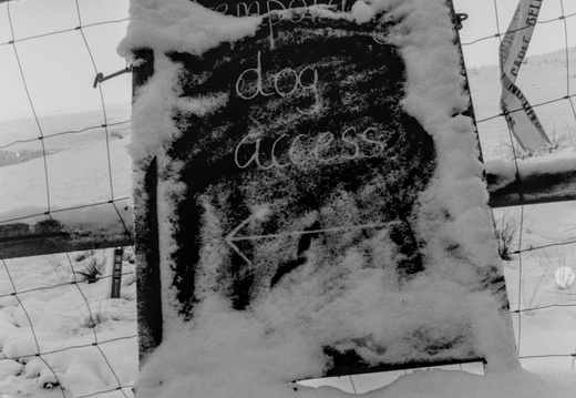 20250112 FM2n 24 [agp-tiff] lantern-wood 017